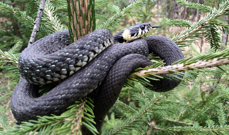 Snake on branch