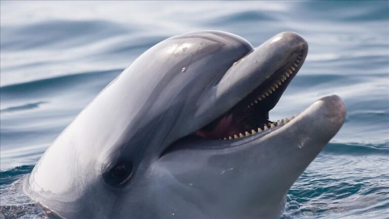 Pes spadl do kanálu a bojoval o život, dokud ho skupina delfínů nezachránila v neuvěřitelném úsilí