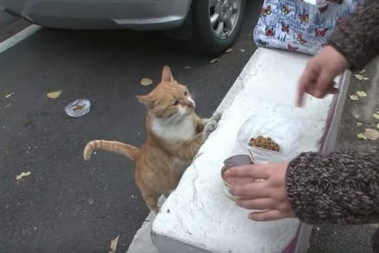 この捨てられた猫が鞄の中の食べ物しか受け入れない理由はあなたを涙に誘うでしょう