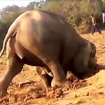 De blev förvånade när de fick reda på varför den här elefanten har grävt ett hål i otaliga timmar