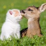15種不尋常的動物友誼，將融化你的心