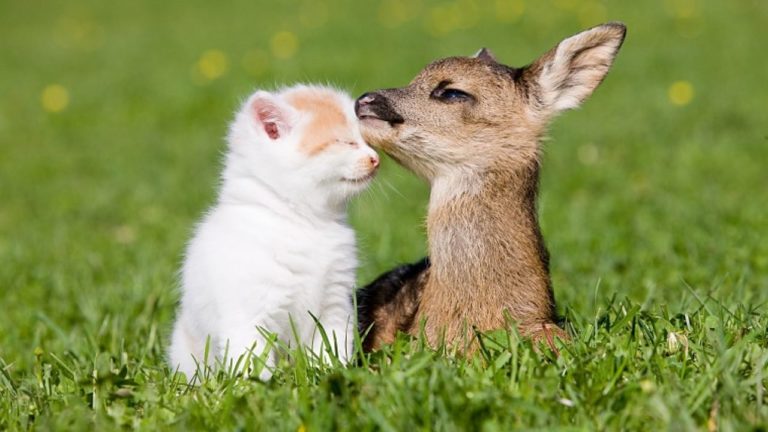 15種不尋常的動物友誼，將融化你的心