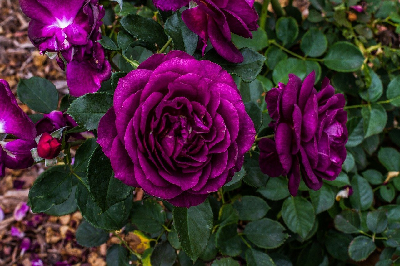 beautiful violet roses