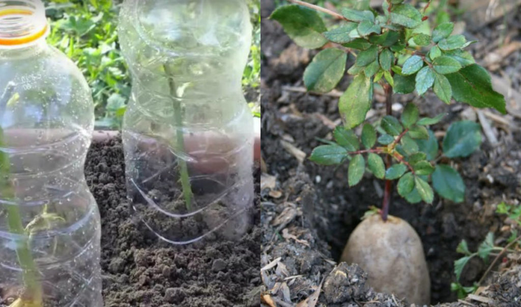 roses in potatoes into the soil & plastic bottles