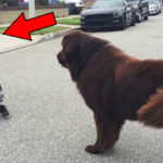 Chlapec potká na ulici psa - nikdo nečekal, co se stalo potom