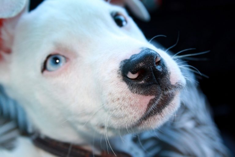Cara de un perro pitbull blanco de ojos azules