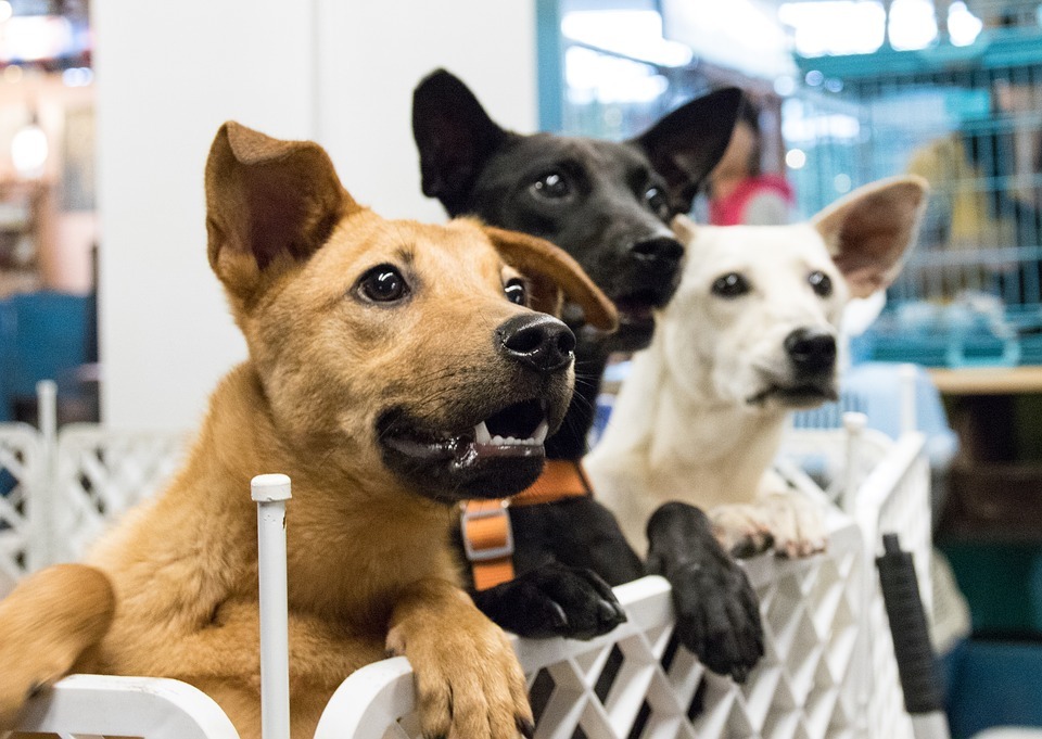 Tres perros de color marrón, negro y blanco en adopción