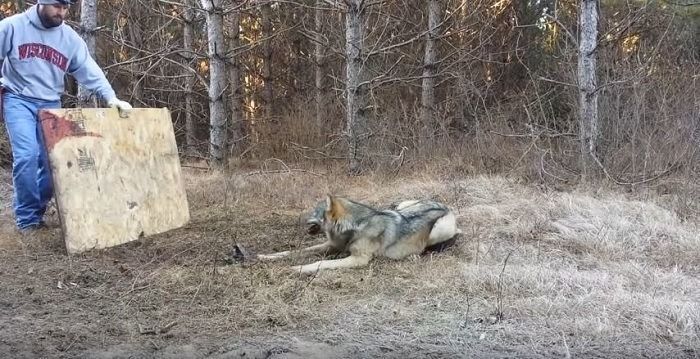 He Knew Exactly What To Do When He Saw A Trapped Wolf In His Coyote Trap