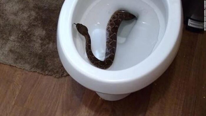 Kígyó jön fel a WC-ből