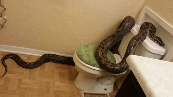 Texasban ekkora kígyó volt a WC-ben