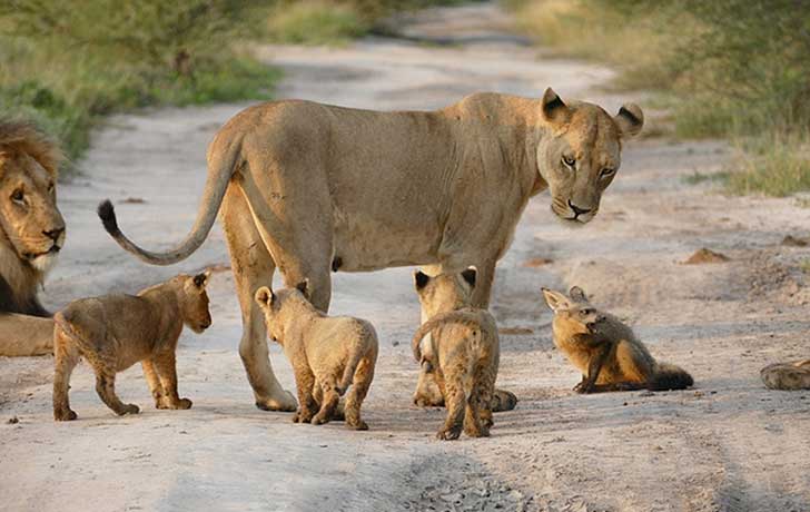 lion family with cubs
