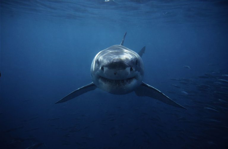 海底兩萬里：U型船拍攝神秘的深海鯊魚