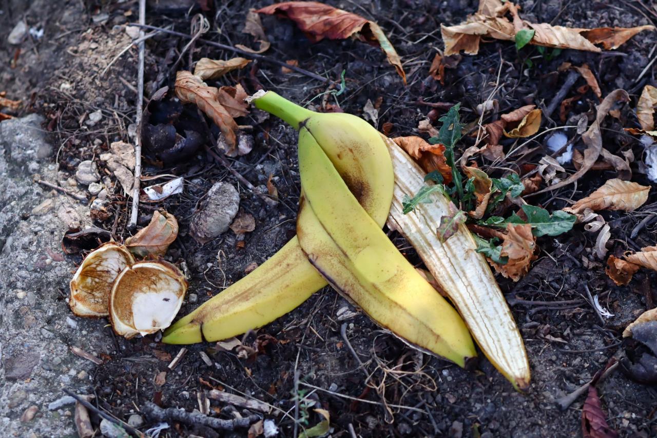 peels of banana in the garden