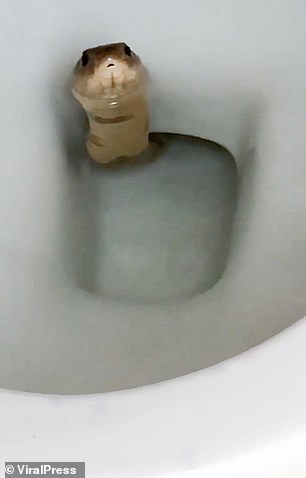 Kígyó a WC-ben