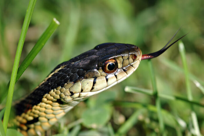 Kígyó a kertben