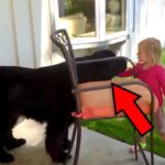 Seorang Gadis Berusia 5 Tahun Memeluk Seekor Anjing Besar Di Pekarangan Rumahnya – Perhatikan Reaksi...