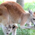Gadis memberi makan kanggaru - kemudian perempuan mengeluarkan sesuatu yang mengejutkan daripada kan...