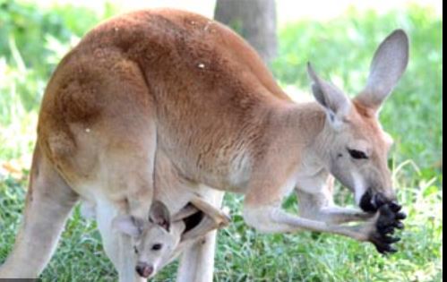 Gadis memberi makan kanggaru – kemudian perempuan mengeluarkan sesuatu yang mengejutkan daripada kantungnya!