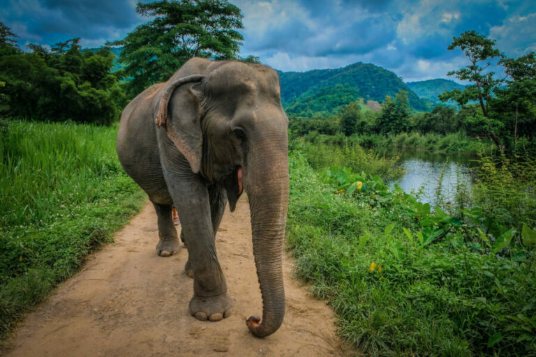 Elephant Nature