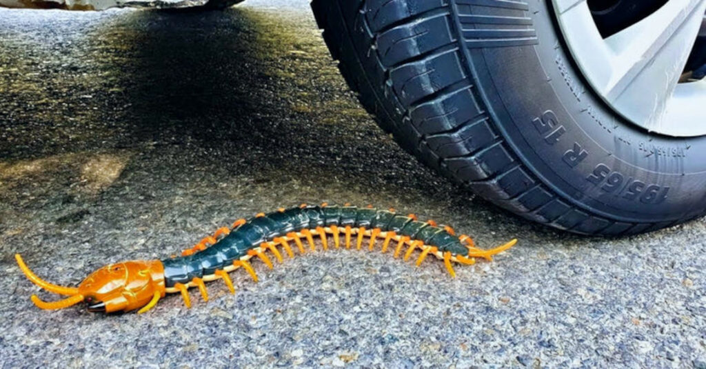 giant_centipede