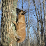 Perro trepando árbol