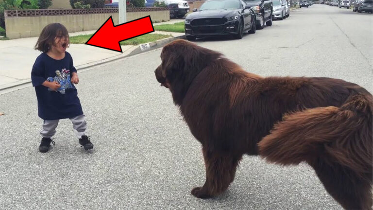 Boy meets dog in the street – no one expected what happened next
