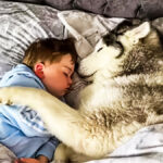 Un chien a dormi à côté d'un petit garçon - la raison a été révélée le lendemain matin