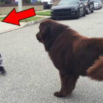 Un chien rencontre un petit garçon dans la rue et fait quelque chose d'incroyable !