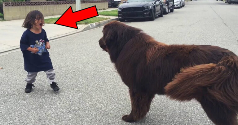 Menino grita com um cachorro na rua – a reação do animal é impressionante!