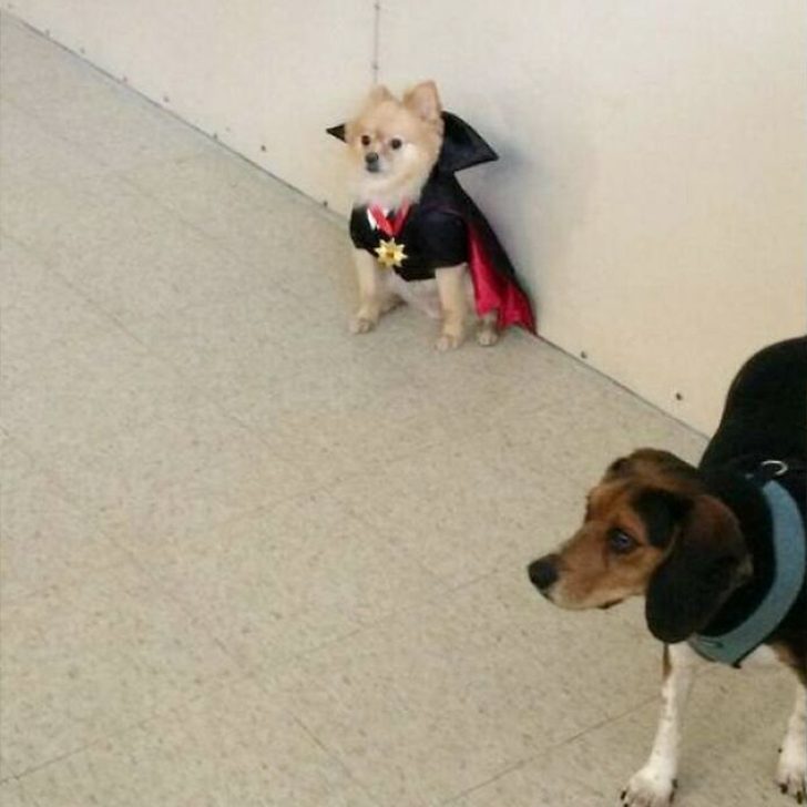 dog wearing vampire costume