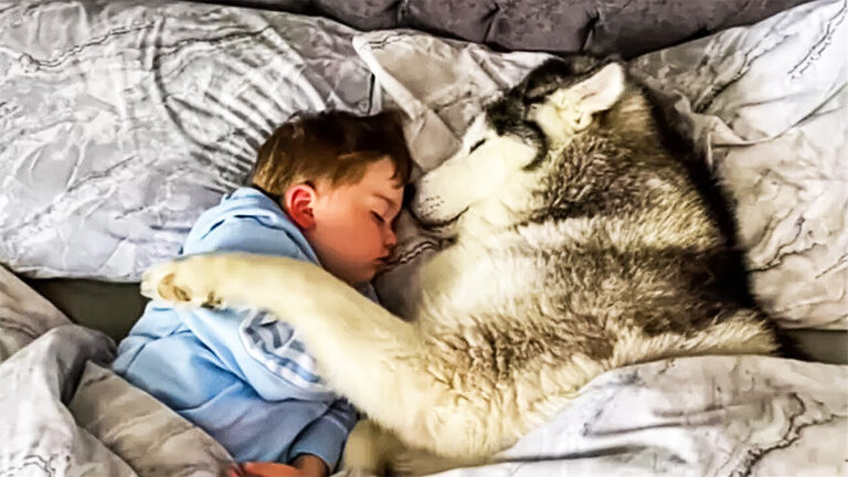 Câinele a dormit lângă băiețel – motivul a fost dezvăluit în dimineața următoare!