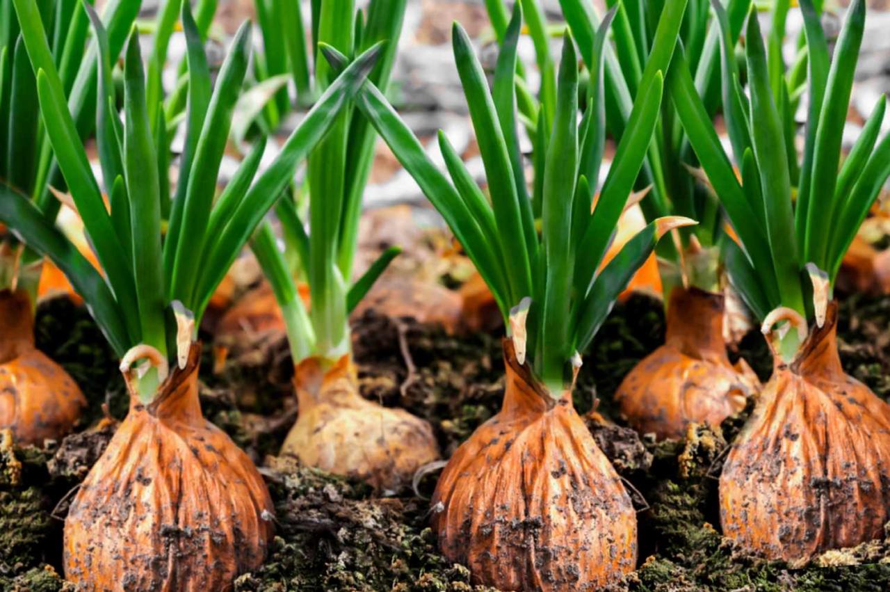 How to Grow and Care for Onions