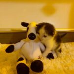 Kitten Found Alone Outside, Takes His Cow Toy Everywhere He Goes, Now Finds Company of Other Cats - Love Meow