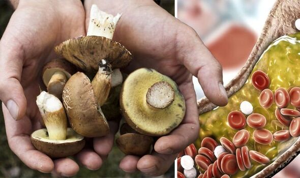 High cholesterol: Shiitake mushrooms could lower bad levels Introduction |  Express.co.uk