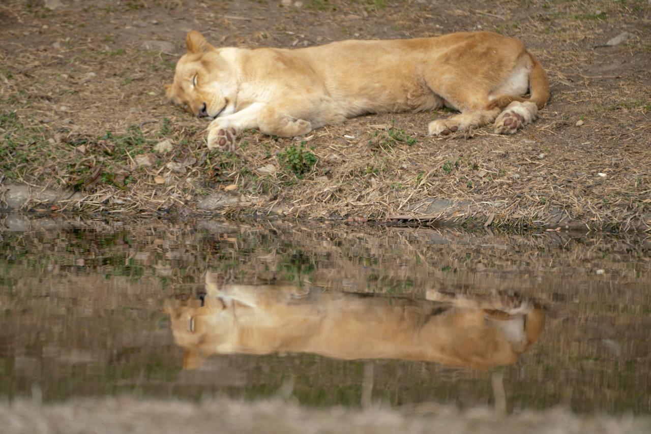 sleeping lion near lake